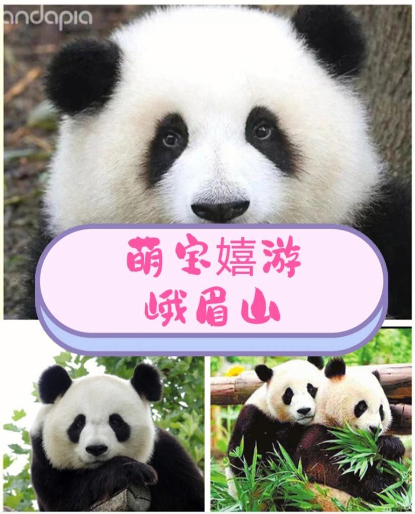 关于四川熊猫队实力不容小觑,能否取得更好成绩?的信息 关于四川熊猫队实力不容小觑,能否取得更好成绩?的信息